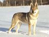 Tschechoslowakischer Wolfhund Foto: Jolly z Molu Es (ID 10229) Tschechoslowakischer Wolfhund Hund