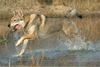 Tschechoslowakischer Wolfhund Hund
