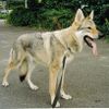 Tschechoslowakischer Wolfhund Hund