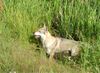 Tschechoslowakischer Wolfhund Hund