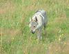 Tschechoslowakischer Wolfhund Foto: Jolly z Molu Es (ID 10230) Tschechoslowakischer Wolfhund Hund