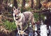 Tschechoslowakischer Wolfhund Foto: Tschechischer Wolfshund (ID 330) Tschechoslowakischer Wolfhund Hund