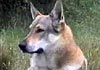 Tschechoslowakischer Wolfhund Foto: Tschechischer Wolfshund (ID 331) Tschechoslowakischer Wolfhund Hund