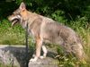 Tschechoslowakischer Wolfhund Hund