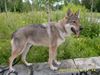 Tschechoslowakischer Wolfhund Foto: Argon (ID 39234) Tschechoslowakischer Wolfhund Hund