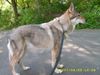 Tschechoslowakischer Wolfhund Hund