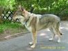 Tschechoslowakischer Wolfhund Hund