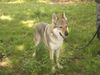 Tschechoslowakischer Wolfhund Hund