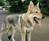 Tschechoslowakischer Wolfhund Hund