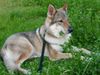 Tschechoslowakischer Wolfhund Hund