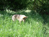 Tschechoslowakischer Wolfhund Hund