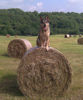 Tschechoslowakischer Wolfhund Hund