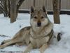 Tschechoslowakischer Wolfhund Hund