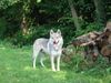 Tschechoslowakischer Wolfhund Hund