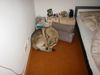 Tschechoslowakischer Wolfhund Hund