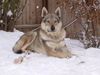 Tschechoslowakischer Wolfhund Hund