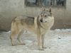 Tschechoslowakischer Wolfhund Hund
