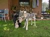 Tschechoslowakischer Wolfhund Hund