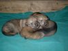 Tschechoslowakischer Wolfhund Hund
