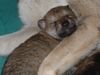 Tschechoslowakischer Wolfhund Hund