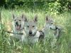 Tschechoslowakischer Wolfhund Hund