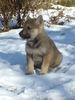 Tschechoslowakischer Wolfhund Hund
