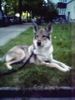 Tschechoslowakischer Wolfhund Foto: Argon (ID 38496) Tschechoslowakischer Wolfhund Hund