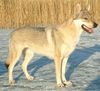 Tschechoslowakischer Wolfhund Foto: Merry Bell z Molu Es (ID 10232) Tschechoslowakischer Wolfhund Hund
