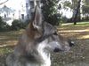 Tschechoslowakischer Wolfhund Foto: Argon (ID 38499) Tschechoslowakischer Wolfhund Hund