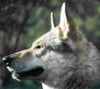 Tschechoslowakischer Wolfhund Hund