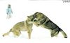 Tschechoslowakischer Wolfhund Hund