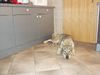 Tschechoslowakischer Wolfhund Hund