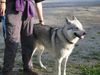 Tschechoslowakischer Wolfhund Hund