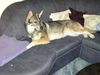 Tschechoslowakischer Wolfhund Hund