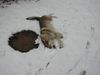 Tschechoslowakischer Wolfhund Foto: Falki im Schnee (ID 11072) Tschechoslowakischer Wolfhund Hund