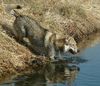 Tschechoslowakischer Wolfhund Hund
