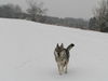 Tschechoslowakischer Wolfhund Hund