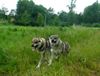 Tschechoslowakischer Wolfhund Foto: Laika und Casio (ID 12615) Tschechoslowakischer Wolfhund Hund