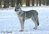 Tschechoslowakischer Wolfhund Hund