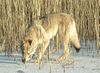 Tschechoslowakischer Wolfhund Foto: Andariel Wolf z Peronowki (ID 10233) Tschechoslowakischer Wolfhund Hund