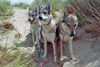 Tschechoslowakischer Wolfhund Foto: In den Dünen (ID 46529) Tschechoslowakischer Wolfhund Hund