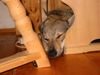 Tschechoslowakischer Wolfhund Foto: Falki in der Höhle! (ID 11073) Tschechoslowakischer Wolfhund Hund