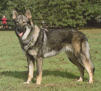Tschechoslowakischer Wolfhund Hunde Foto 135 Tschechoslowakischer Wolfhund