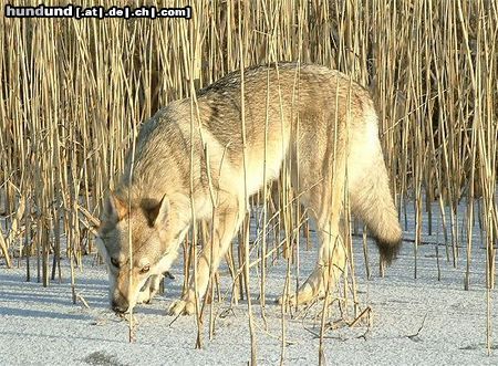 Tschechoslowakischer Wolfhund Hunde Foto 10233 Tschechoslowakischer Wolfhund Andariel Wolf z Peronowki
