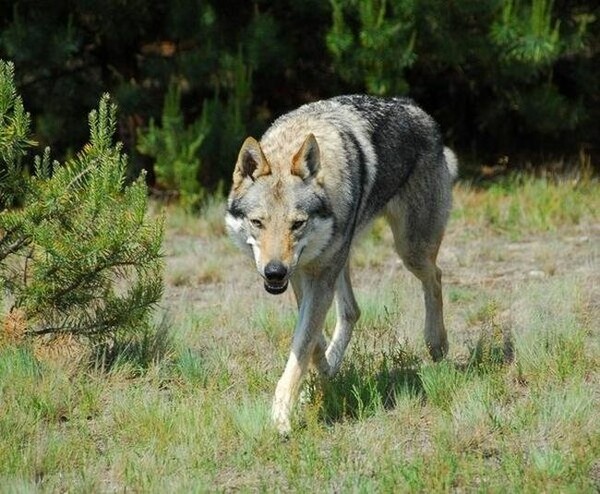 Tschechoslowakischer Wolfhund Eligo z Peronówki