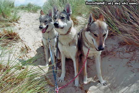 Tschechoslowakischer Wolfhund In den Dünen