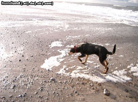 Ungarische Bracke Hunde Foto 16676 Ungarische Bracke LEVI