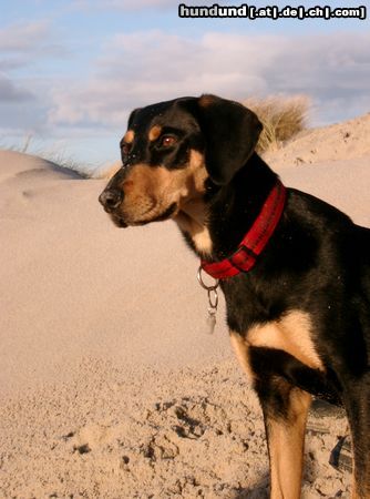 Ungarische Bracke Hunde Foto 16675 Ungarische Bracke LEVI