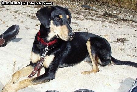 Ungarische Bracke Hunde Foto 16672 in höherer Auflösung ansehen Ungarische Bracke LEVI