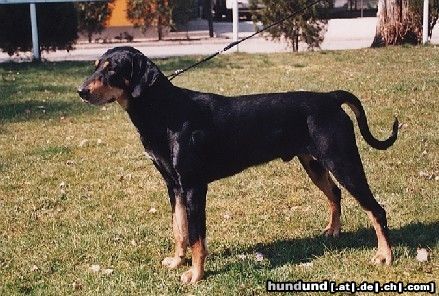 Ungarische Bracke Hunde Foto 6646 Ungarische Bracke Bükkaljai Vadűző Basa
